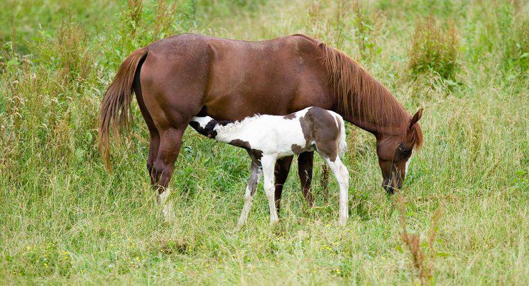 Quelle est la durée de la période de gestation chez les chevaux?