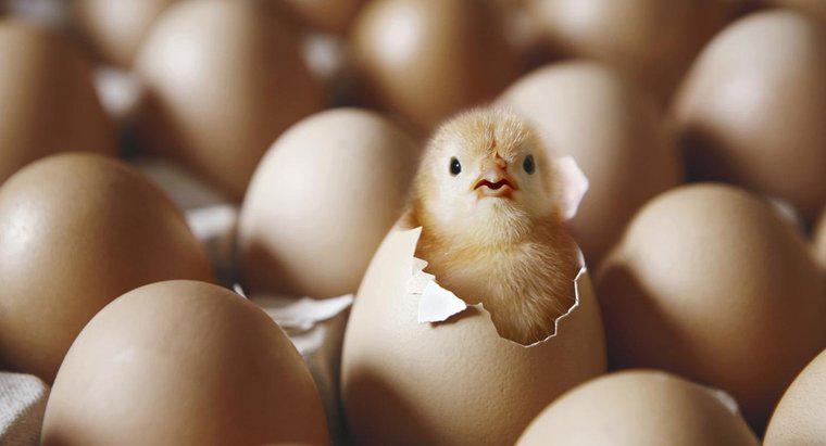 Qu'est-ce qui est arrivé en premier, la poule ou l'œuf ?