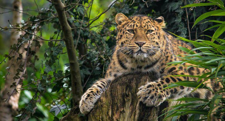 Quels sont les faits sur le léopard de l'Amour ?