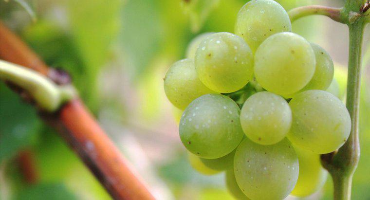 Quels fruits poussent sur les vignes ?