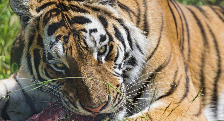 Que mangent les tigres de Sibérie ?
