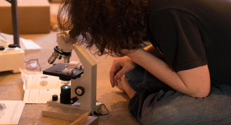 Quels sont les avantages et les inconvénients des microscopes ?