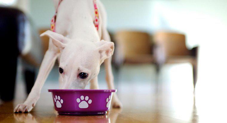 Quelles sont les habitudes alimentaires d'un chien ?