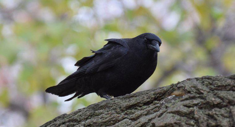 Que symbolise un corbeau noir ?