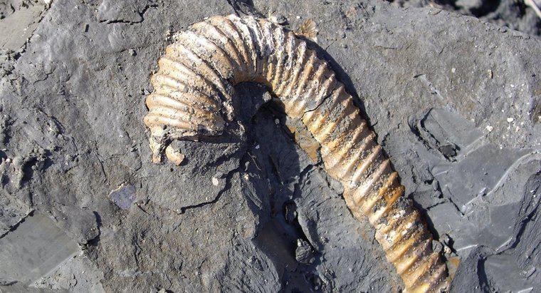 Pourquoi les fossiles sont-ils importants ?