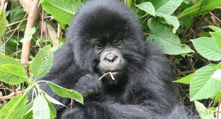 Comment les gorilles s'adaptent-ils à leur environnement ?
