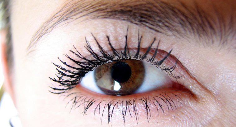 Combien y a-t-il de cils dans l'œil humain moyen ?