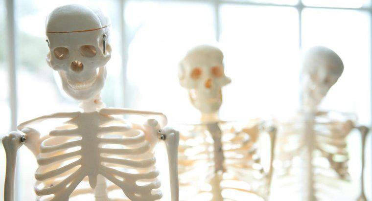 Quelles sont les fonctions du squelette humain ?