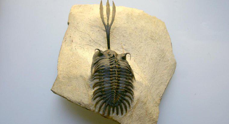 Pourquoi les trilobites sont-ils considérés comme des fossiles indexés ?
