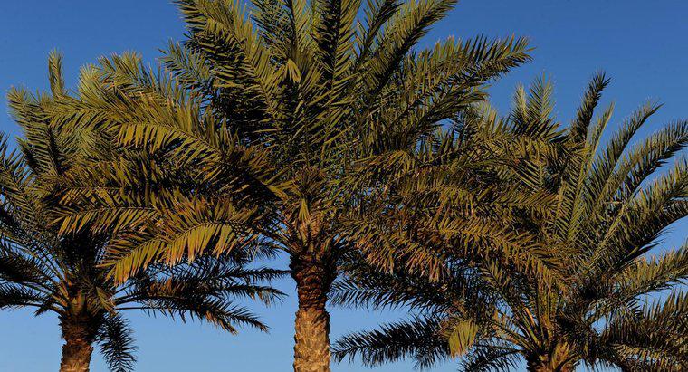 Comment se débarrasser des palmiers ?