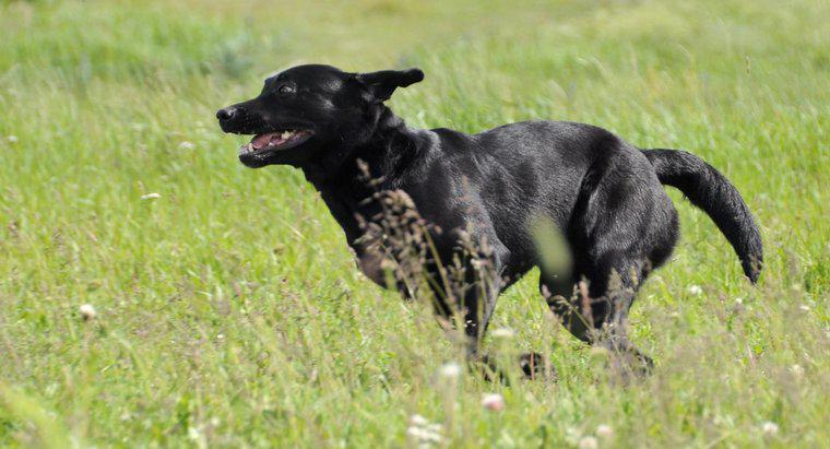 À quelle vitesse les Labrador Retrievers courent-ils?