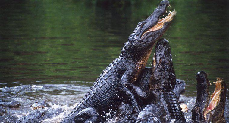 Qui sont les ennemis des alligators ?