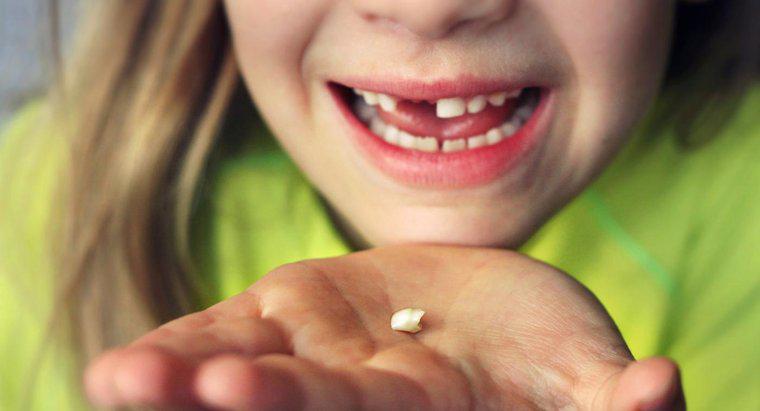 Combien de temps faut-il pour qu'une dent permanente pousse après la perte d'une dent de lait ?