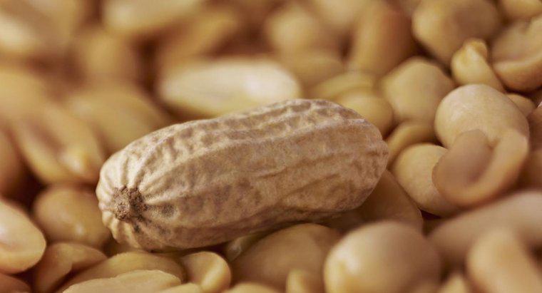 Combien pèse une cacahuète ?