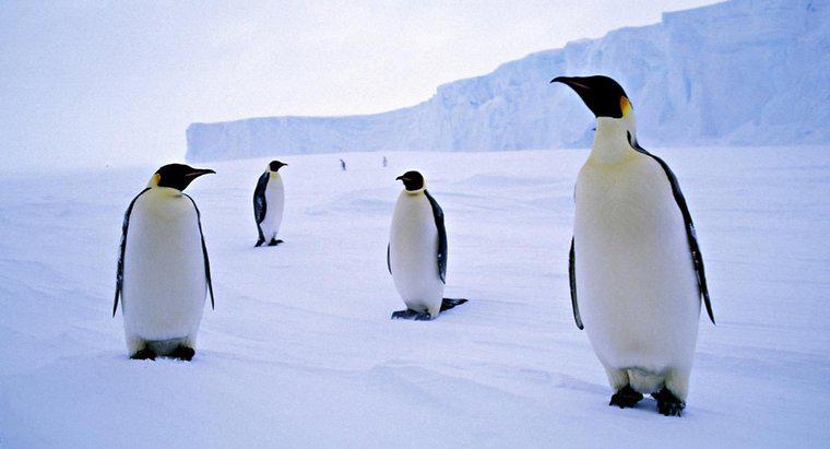 Pourquoi les pingouins vivent-ils en Antarctique ?