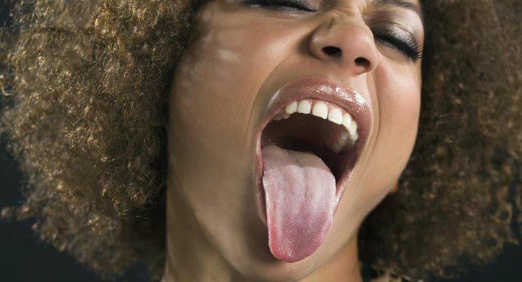La langue est-elle un tissu, un organe ou un système organique ?