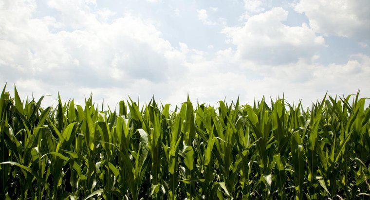Quelle est l'importance économique du maïs?