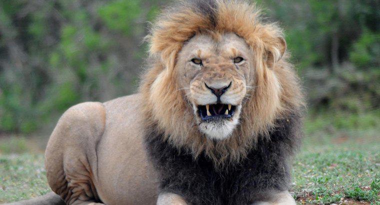 Quel est le poids moyen d'un lion mâle ?