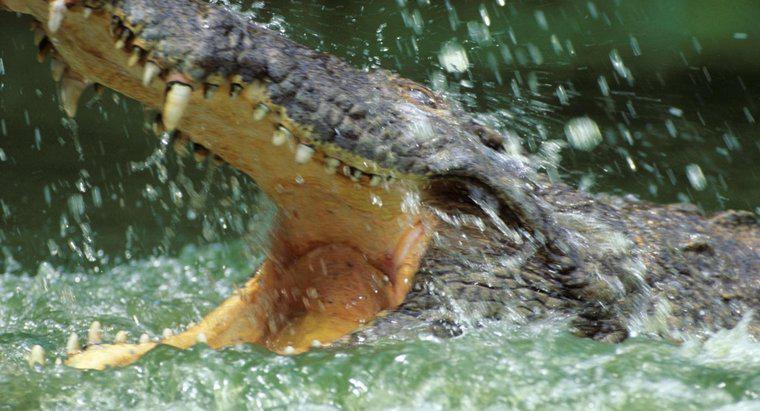 Pourquoi les crocodiles vivent-ils dans l'eau ?