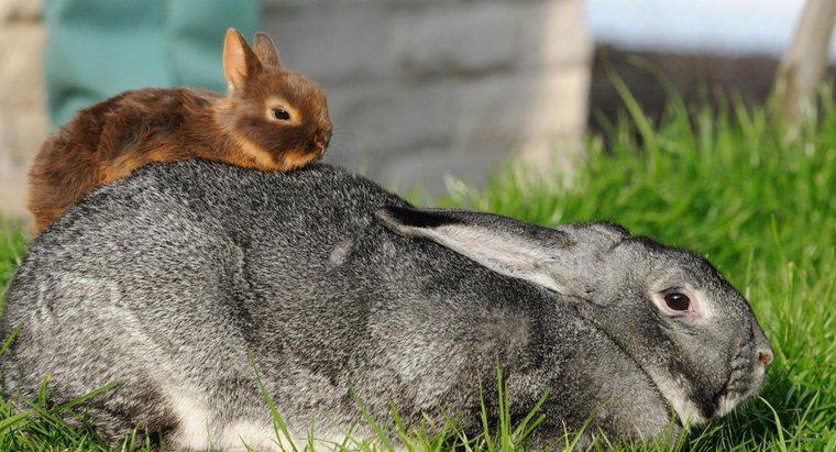 Quelle est la plus petite race de lapin ?