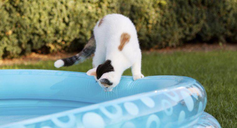 Les chats domestiques peuvent-ils nager ?