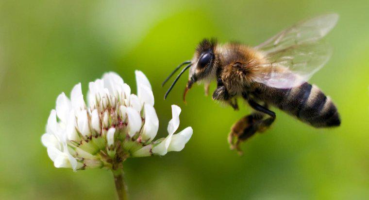 Pourquoi est-il important que les abeilles meurent ?