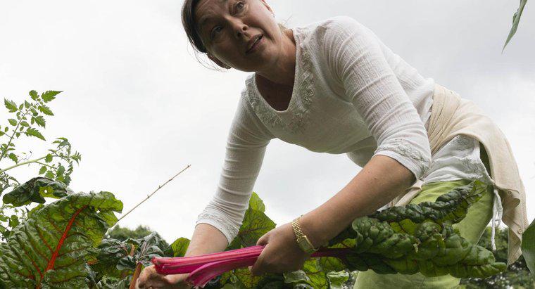 Quel est le meilleur endroit pour planter de la rhubarbe ?