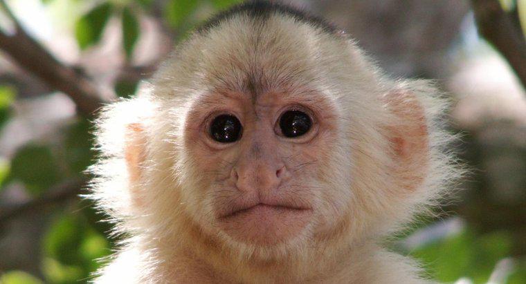 Quel est le nom scientifique d'un singe ?