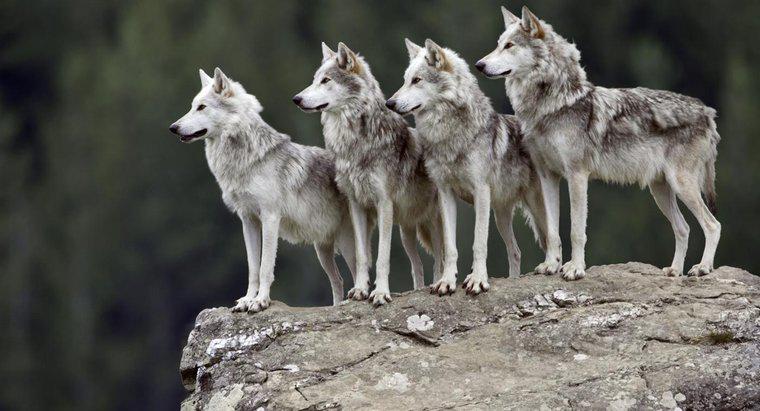Quels sont les faits intéressants sur les loups gris ?