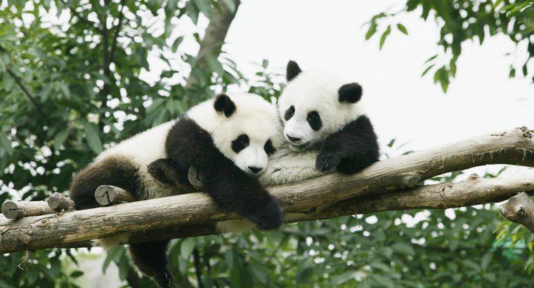 Quels sont les prédateurs du panda ?