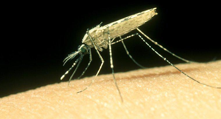 Comment traiter une piqûre de moustique ?