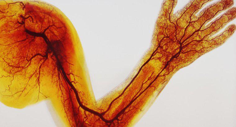 Quelle est la différence entre les veines, les artères et les capillaires ?