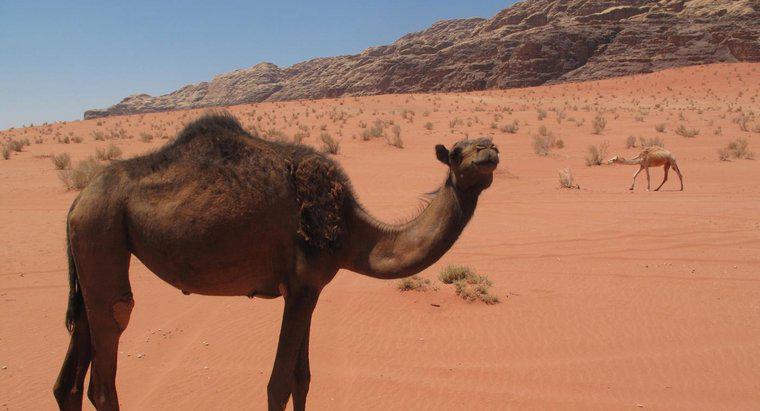 Comment vivent les chameaux dans le désert ?