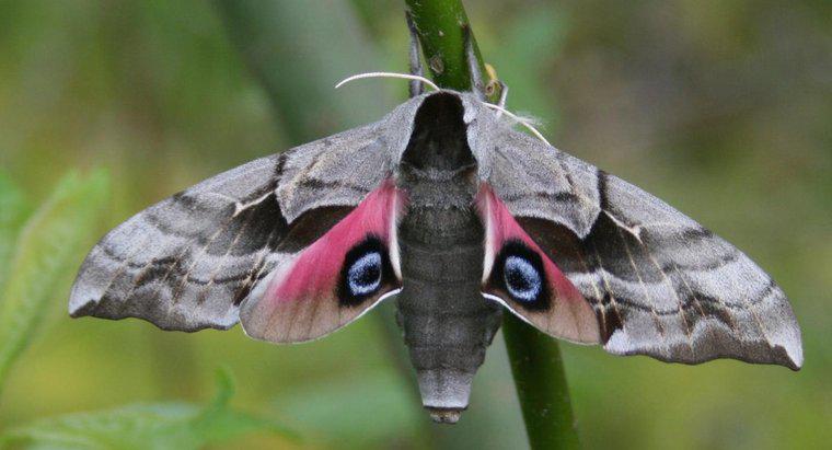 Quel est le nom scientifique d'un papillon de nuit ?
