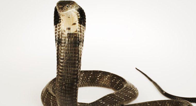 Quel est le comportement d'un cobra royal ?