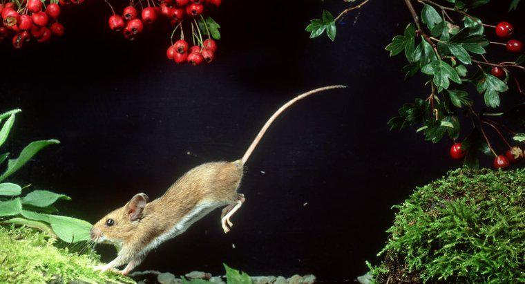 À quelle hauteur une souris peut-elle sauter ?