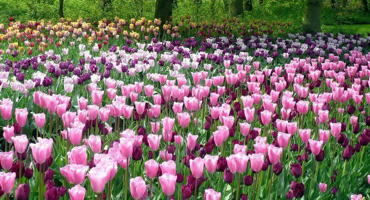 À quelle fréquence arrosez-vous les tulipes ?