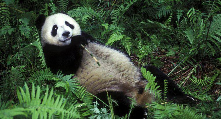 Pourquoi les pandas mangent-ils du bambou ?