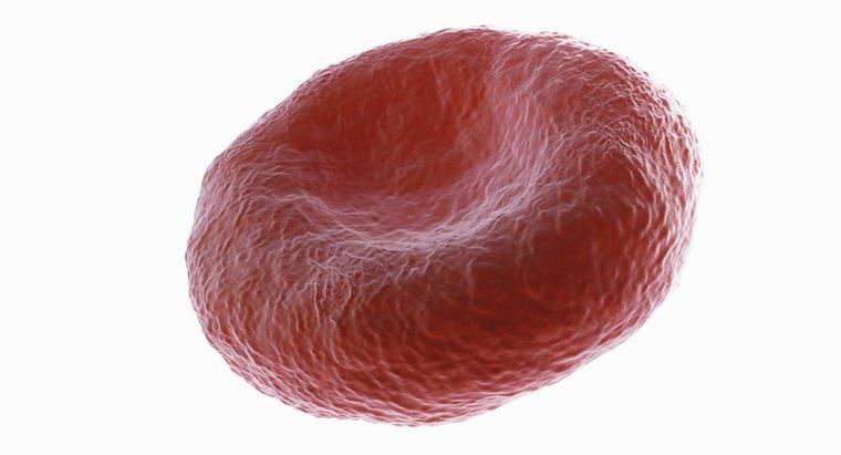 Pourquoi les globules rouges sont-ils biconcaves ?