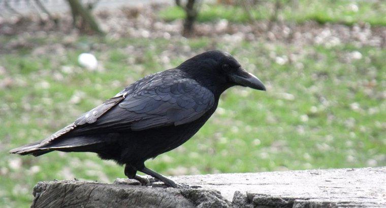 Quelle est la durée de vie d'un corbeau noir?
