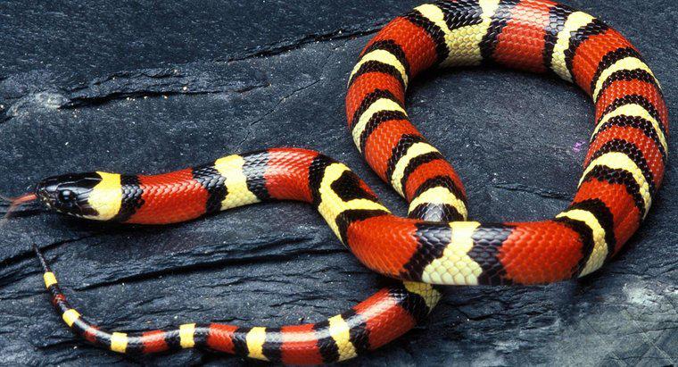 Les serpents de lait sont-ils toxiques ?