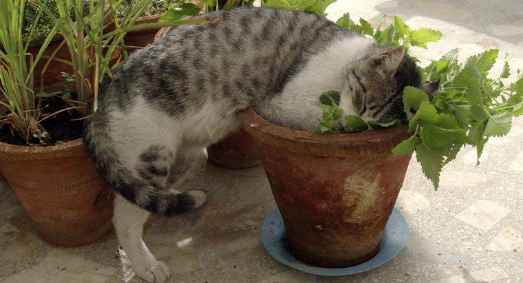 Trop d'herbe à chat fait-elle mal aux chats ?