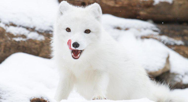 Où vivent les renards arctiques ?