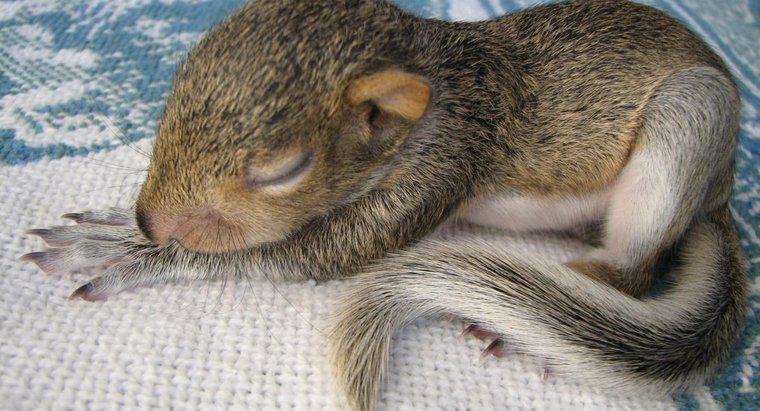 Les écureuils dorment-ils la nuit ?