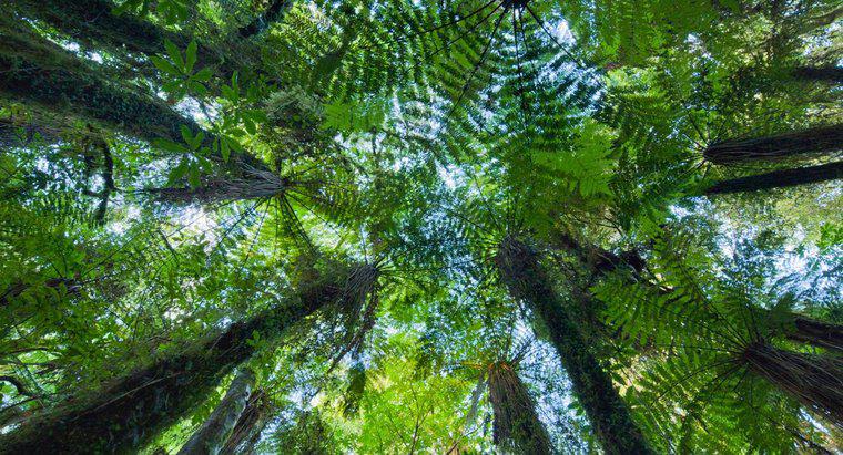 Qu'est-ce qu'un exemple de mutualisme dans la forêt tropicale ?