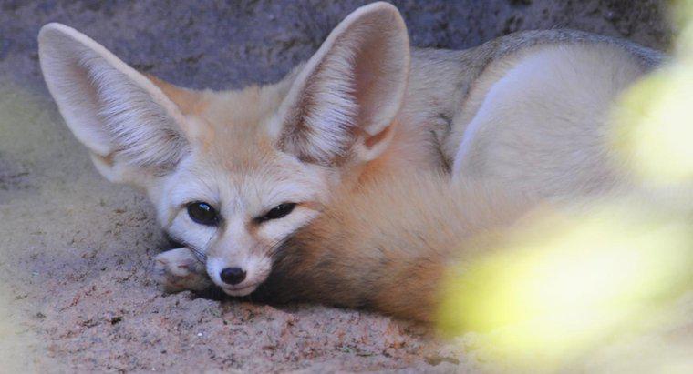 Où pouvez-vous trouver des renards Fennec pour adoption?