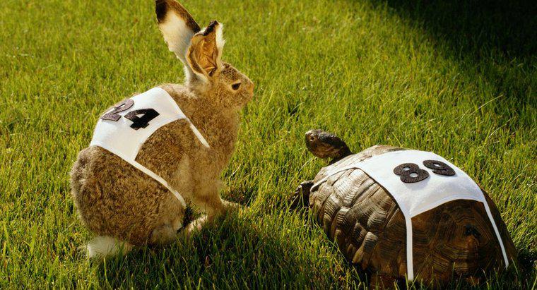 Quelle est la leçon morale de l'histoire de la course du lapin et de la tortue ?