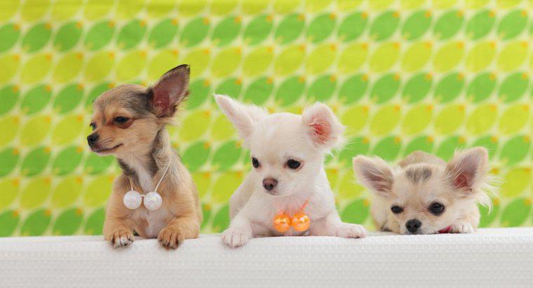 Quand les chiots Chihuahua ouvrent-ils les yeux ?