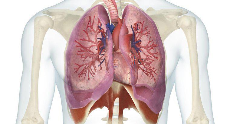 Quelle est la relation entre le cœur et les poumons ?