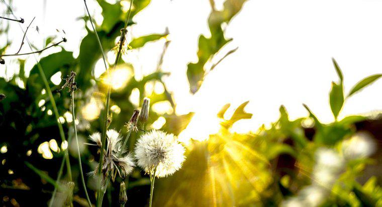 Pourquoi la lumière du soleil est-elle nécessaire pour la photosynthèse ?